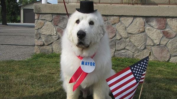 7. Duke adlı bir köpek Minnesota'daki bir kasaba da tam dört dönem boyunca belediye başkanı seçilmişti! Kasabalıların şakasıyla başlayan olay ciddileşmiş ve en çok oyu Duke almıştı.