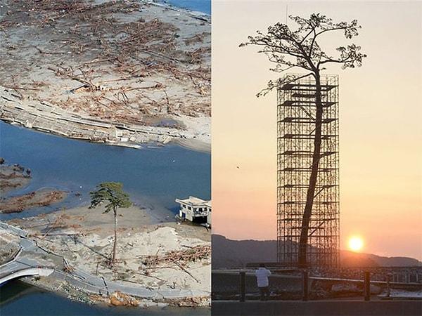 17. 2011 tsunami felaketinden yetmiş bin ağaç arasından hayatta kalan tek ağaç👇