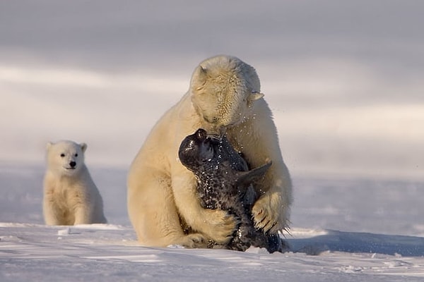 4. Foku buzdan çıktığı anda havada kapan bir kutup ayısı:
