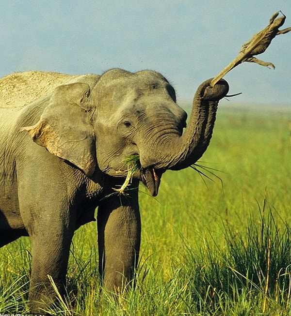 6. Kertenkeleyi kuyruğundan tutup sallayan ürkütücü fil: