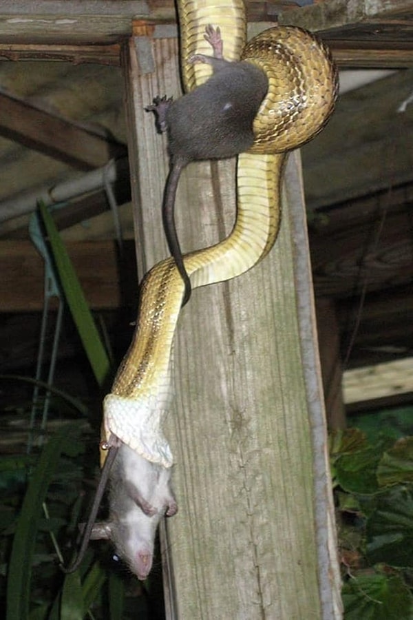8. Yakaladığı fareyi bütün olarak yutan korkutucu bir yılan: