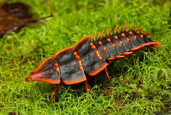12. Görüşüyle herkesi ürpeten dişi bir trilobit böceği: