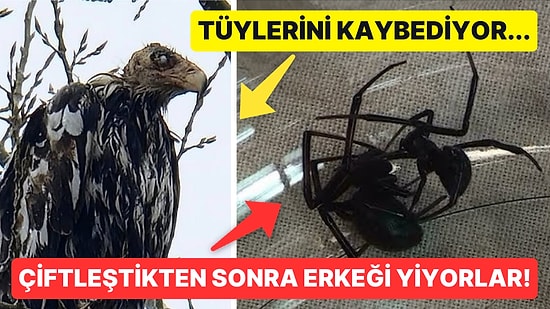 Doğanın Korkutucu Yüzünü İliklerinize Kadar Hissetmenize Sebep Olacak Birbirinden Ürkütücü 15 Yeni Fotoğraf