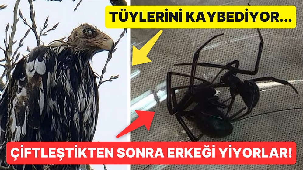 Doğanın Korkutucu Yüzünü İliklerinize Kadar Hissetmenize Sebep Olacak Birbirinden Ürkütücü 15 Yeni Fotoğraf