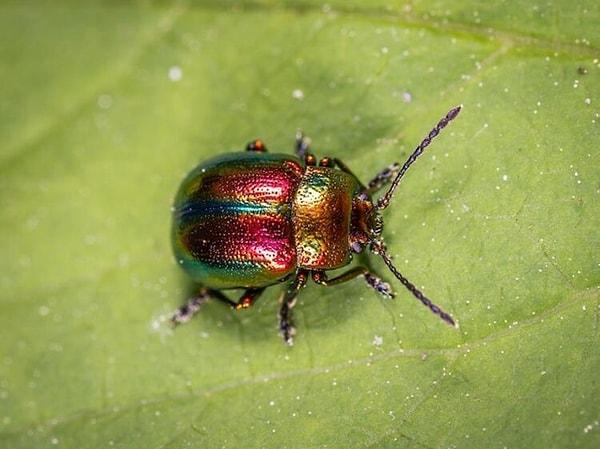 Rüyada Böcek Görmek: Ufak Tefek Sorunlarınız Sizi Yolunuzdan Alıkoymasın!
