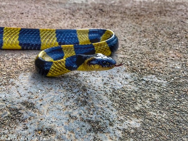 5. Pama-şeritli krait yılanı