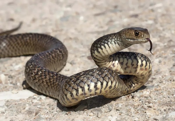 9. Doğu kahverengi yılanı