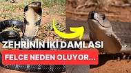 Vahşi Doğanın Tehlikeli Yüzünü Gözler Önüne Seren Dünyanın En Ölümcül Yılanları