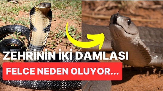 Vahşi Doğanın Tehlikeli Yüzünü Gözler Önüne Seren Dünyanın En Ölümcül Yılanları