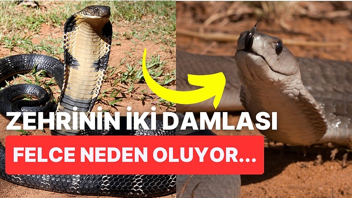 Vahşi Doğanın Tehlikeli Yüzünü Gözler Önüne Seren Dünyanın En Ölümcül Yılanları