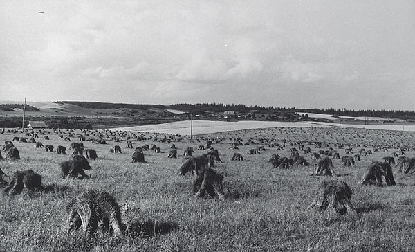 7. На сборе урожая льна (Смоленск).