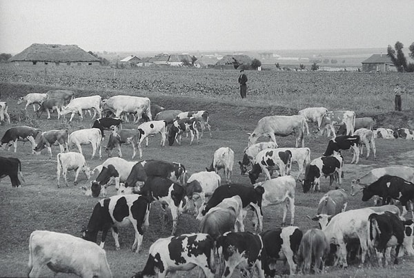 8. Скот поедает траву возле фермы (Полтавская область).