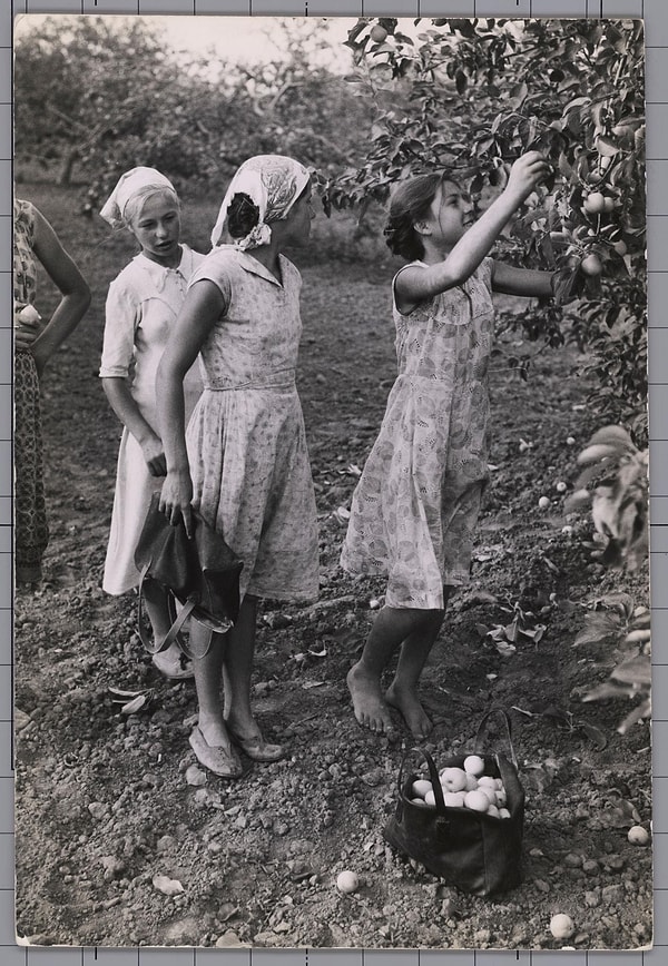 13. Девочки на сборе яблок 🍎