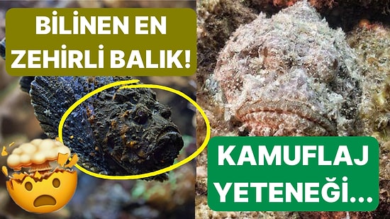 Dünyanın En Zehirli Balığı Olarak Bilinen 'Taş Balığı' Hakkında Küçük Çaplı Şok Geçirtecek Bilgiler