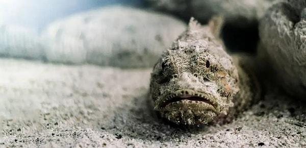 Bilimsel adı 'Synanceia verrucosa' olan taş balığı, dünyanın bilinen en zehirli balık türüdür.