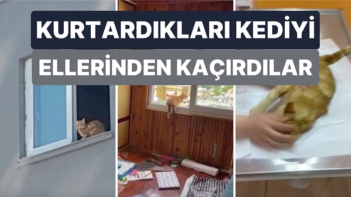 Yıkılacak Bir Binanın En Üst Katında Mahsur Kalan Kediyi Kurtardıktan Sonra Tekrar Ellerinden Kaçırdılar