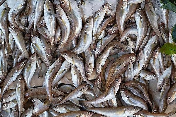 Mezgit: En fazla Karadeniz’de bulunan lezzetli bir balıktır. Ortalama 30 cm büyüklüğünde olup sürüler halinde 30-40 metre derinlikte dolaşırlar. Ekonomik değeri yüksek olan mezgit en sevilen balıklardan biri olup tavada pişirilerek yenilebilir.