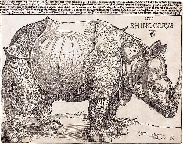Rhinoceros, 1515