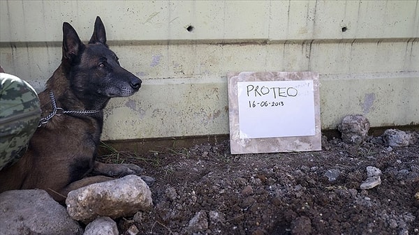 Proteo'nun eğiticisi, köpeğin düşen enkaz nedeniyle öldüğü iddialarını reddetmiş ve hayvanın, uzun yolculuk ve çok soğuk koşullar altında saatlerce arama kurtarma çalışmalarına katıldığı için “yorgunluktan” öldüğünü söylemişti.