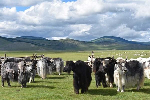 10. Moğol İmparatorluğu'ndaki seçkin bir kesim Yak sütü tüketiyormuş.