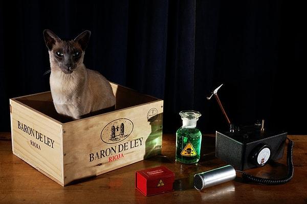 Bu deneyde Schrödinger şu soruyu yöneltir: Kediye ne oldu? Kopenhag yorumuyla bu deneye bakacak olursak kutu açılana kadar kedi 'hem ölü hem diri' halde olacaktır...