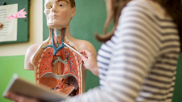 4. Этот орган когда-то считался бесполезным, но недавно его функция была открыта. Какой орган имеется в виду?