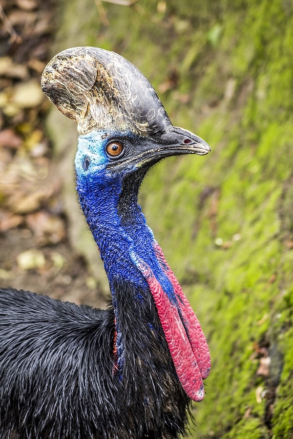 4. Cassowary