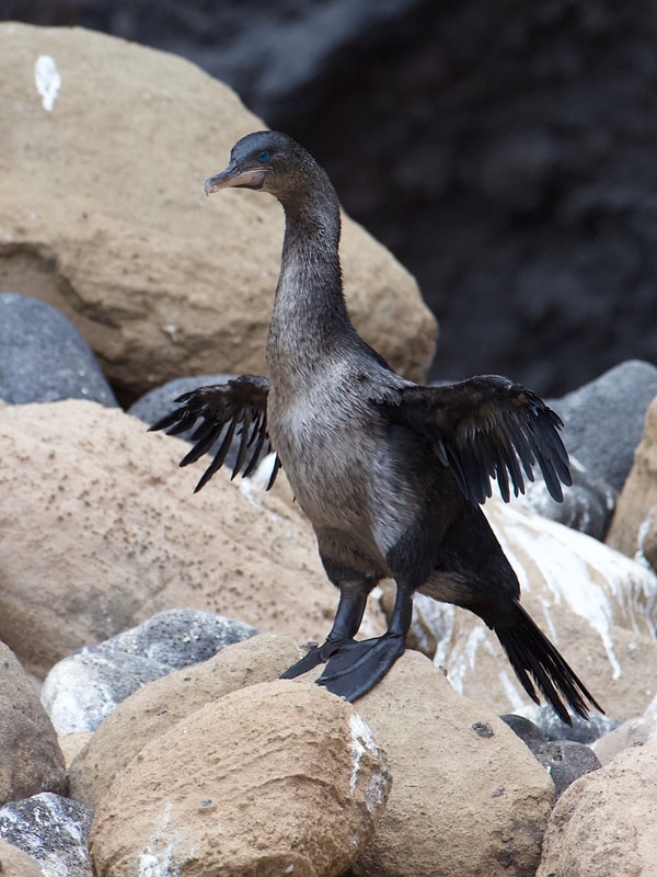 6. Galapagos uçamayan karabatak