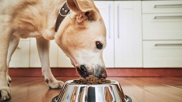 Çimen yemek köpekler için, altta yatan başka bir hastalığın habercisi olabilir.