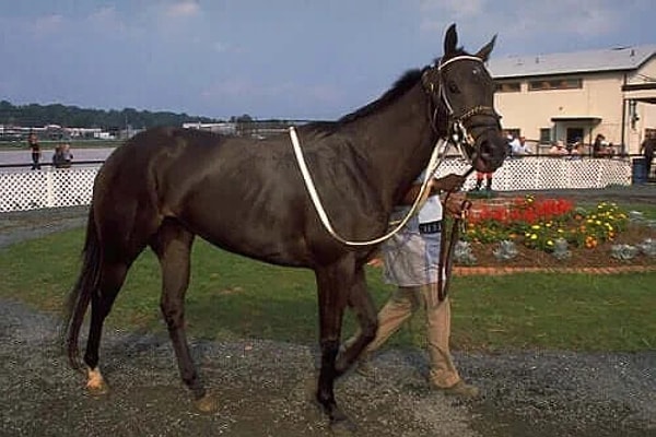 9. Thoroughbred Atları- 88 km/sa