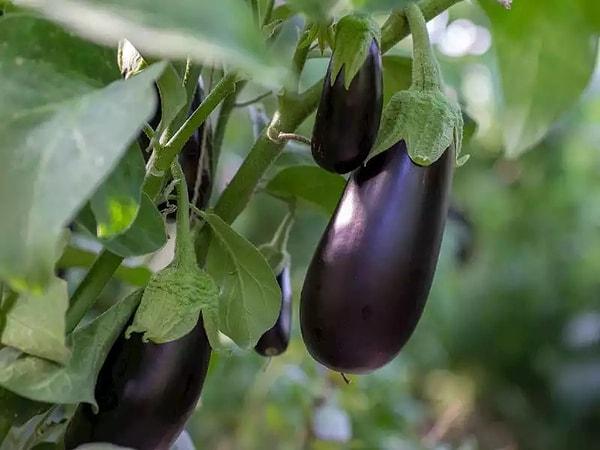 4.	Eggplant
