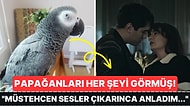 Kocasının Kendisini Hizmetçisiyle Aldattığını Olabilecek En Kötü Şekilde Papağanlarından Öğrenen Kadın