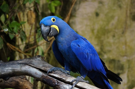 Женщина узнала об измене мужа от говорящего попугая