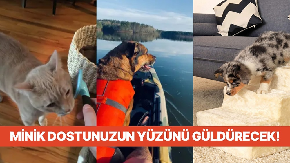 Evcil Dostlarımız İçin Özel Olarak Seçilmiş Birbirinden Güzel Ürünler