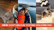 Evcil Dostlarımız İçin Özel Olarak Seçilmiş Birbirinden Güzel Ürünler