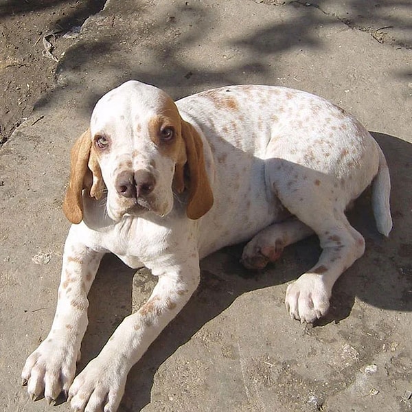 6. Каталбурун (турецкая гончая)