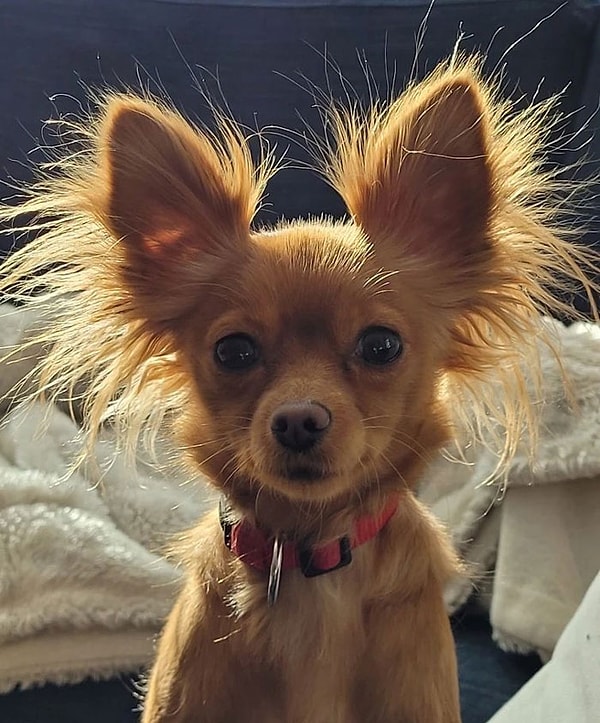 15. Русский той