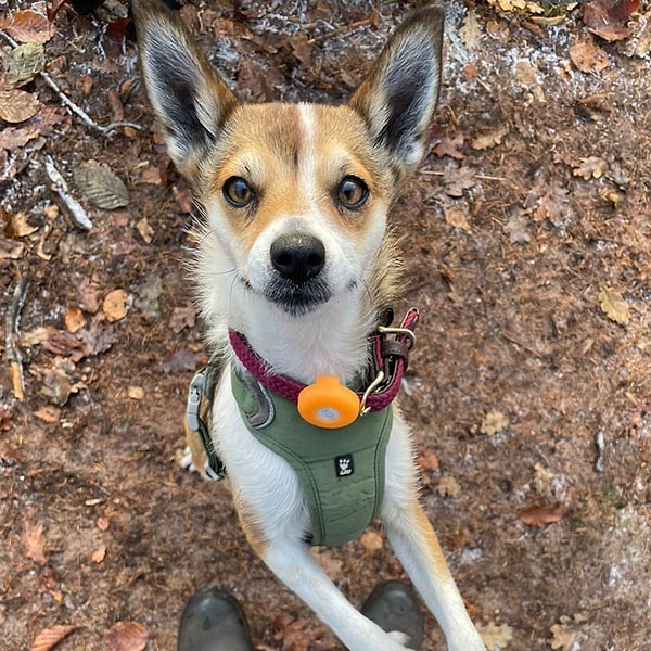 20. Норвежский лундехунд