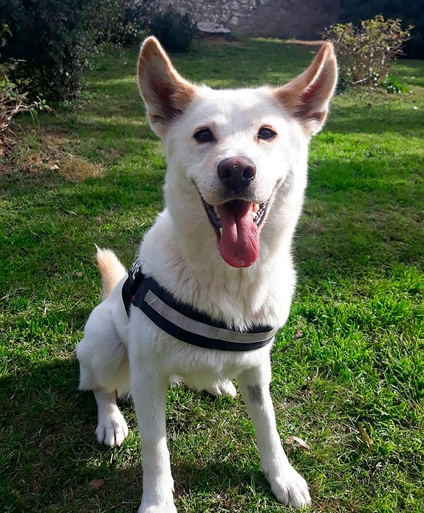 24. Ханаанская собака