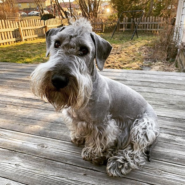 35. Чешский терьер