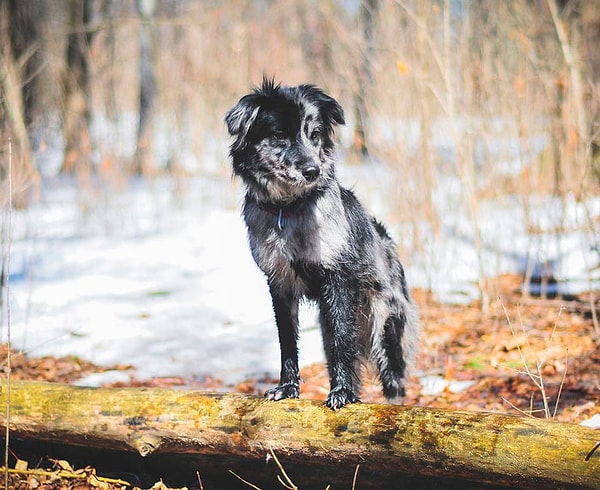 36. Пиренейская овчарка