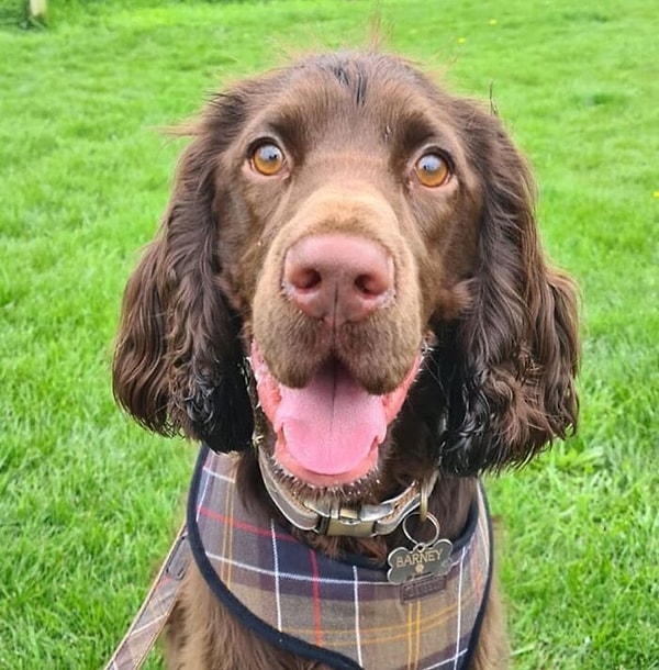 42. Филд-спаниель