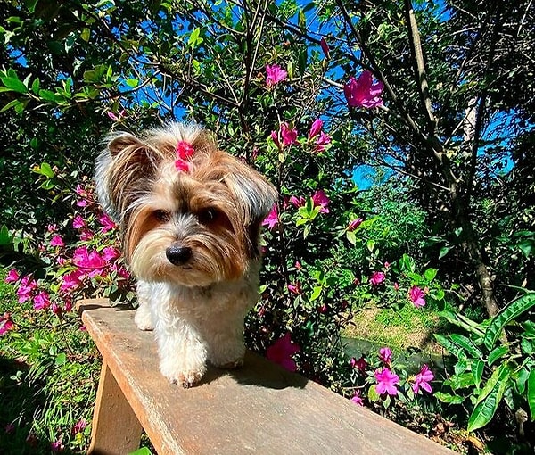 44. Бивер-йоркширский терьер