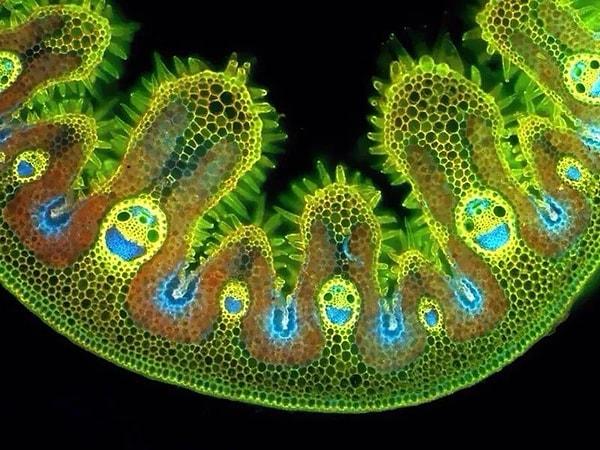 3. Çimin mikroskop altında görünümü👇