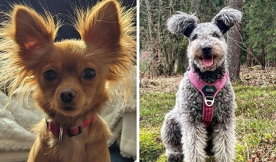 45 необычных пород собак, которых вы наверняка никогда не встречали