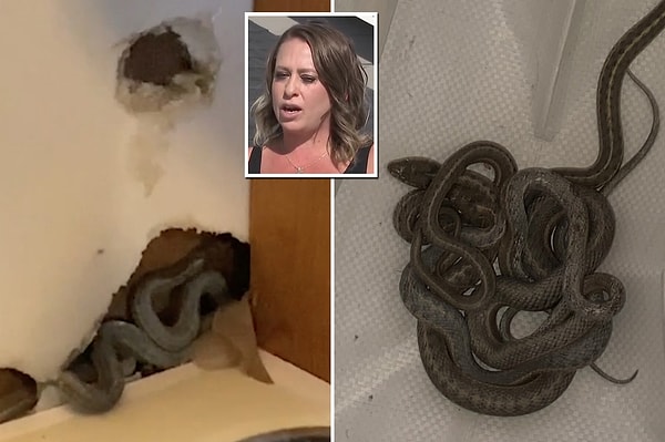 Yılan çıkabileceği ihtimali yüzünden tuvaleti dahi kullanmaya korktuğunu belirten kadın, bir yılan uzmanıyla anlaşarak evini yılanlardan arındırmak istiyor. Danıştığı bir yılan uzmanı ise yılanların en az 2 yıldır o evde yaşadığını belirtti.