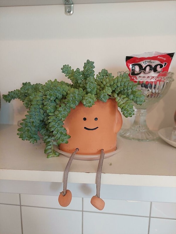 17. Вполне сойдет за домашнего питомца