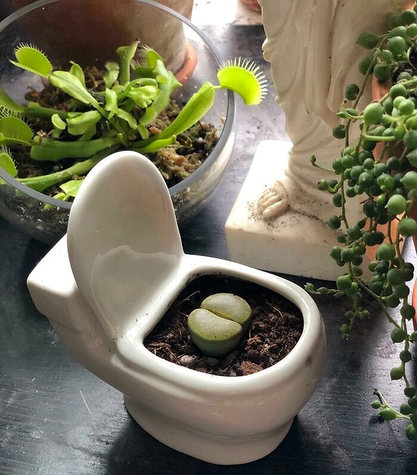 24. Для любителей юмора