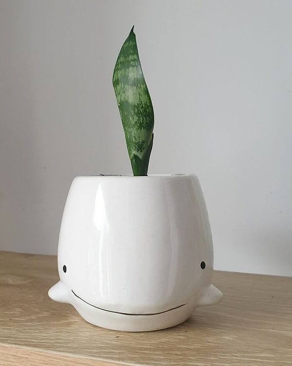 31. Очень милый китенок