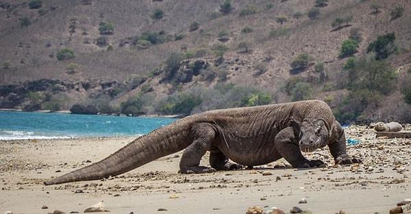 6. Komodo ejderleri yeryüzündeki en büyük kertenkele olarak kabul edilen tek sürüngenlerdir.